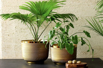 Are Brass Planters Good for Plants?