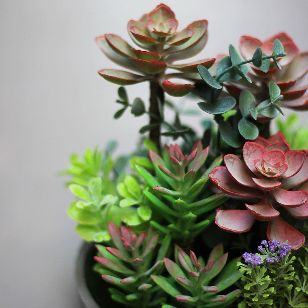 artificial succulent plant