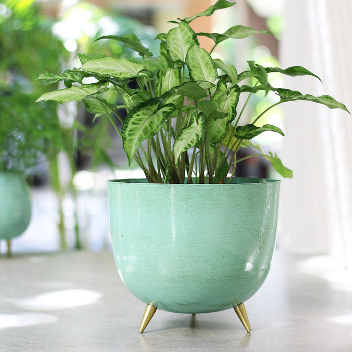 blue meal plant pots