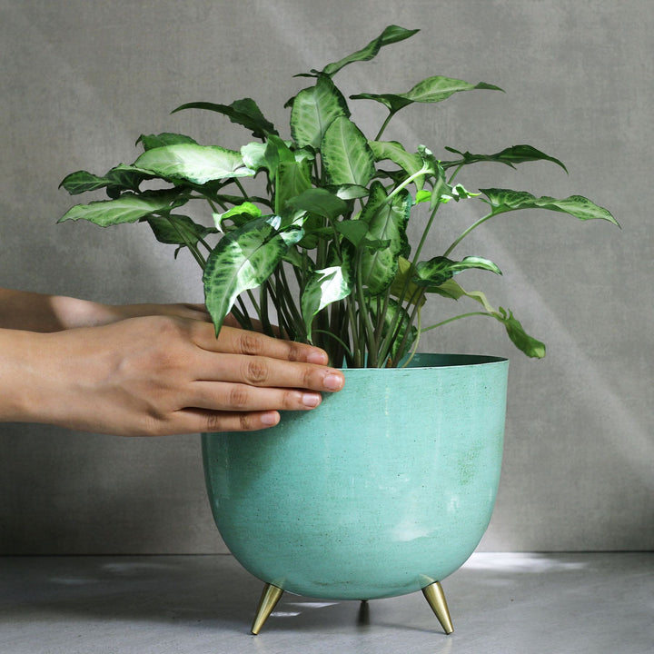blue meal plant pots